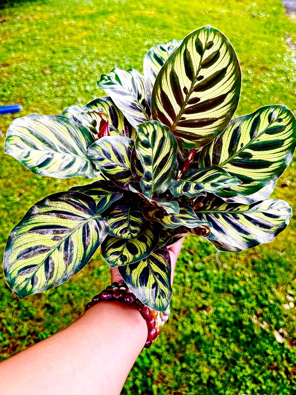 Calathea Peacock Plant